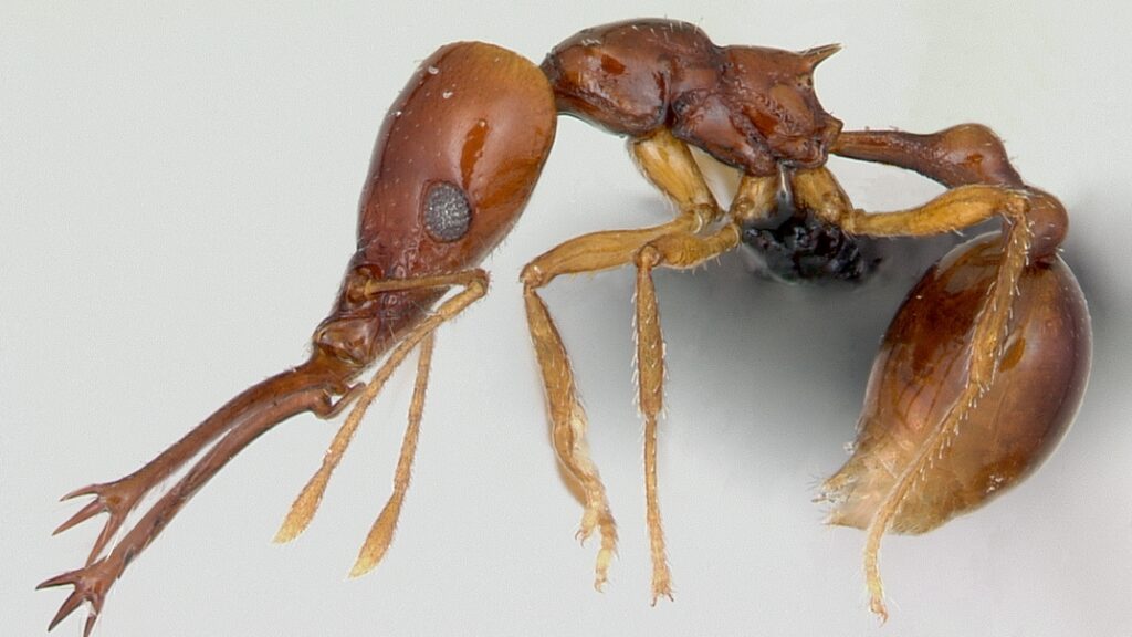 Close-up of Acanthognathus teledectus, a spiked trap-jaw ant with elongated mandibles.
