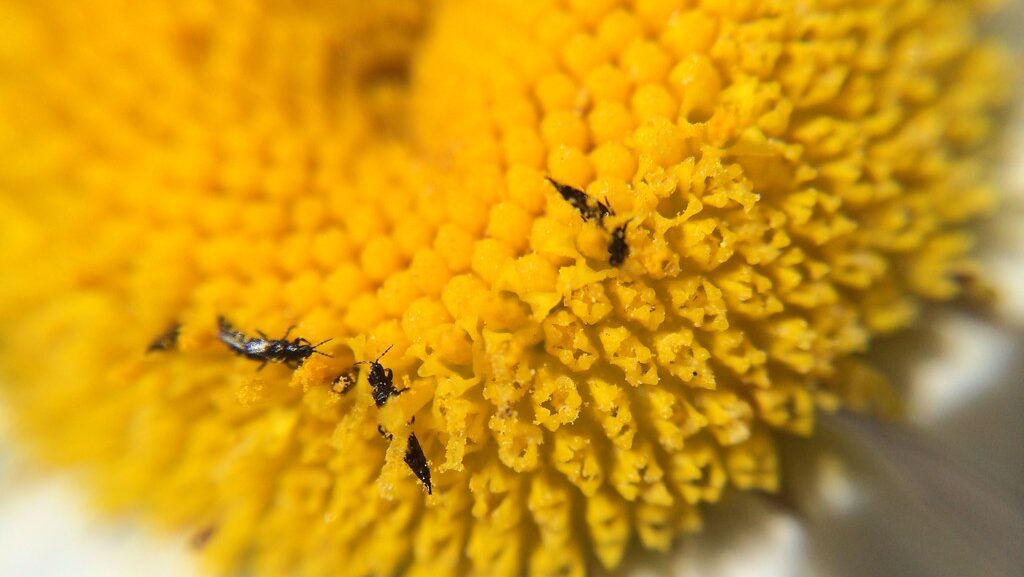 Thrips feeding on the bright yellow center of a daisy flower.