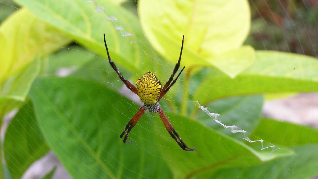 Colorful orb-weaver spider on web with lush green background.