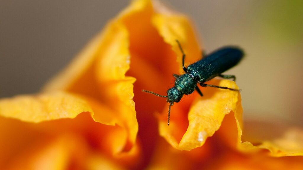 Bombardier beetle with a glossy body perched on leaves, known for its explosive defense mechanism.