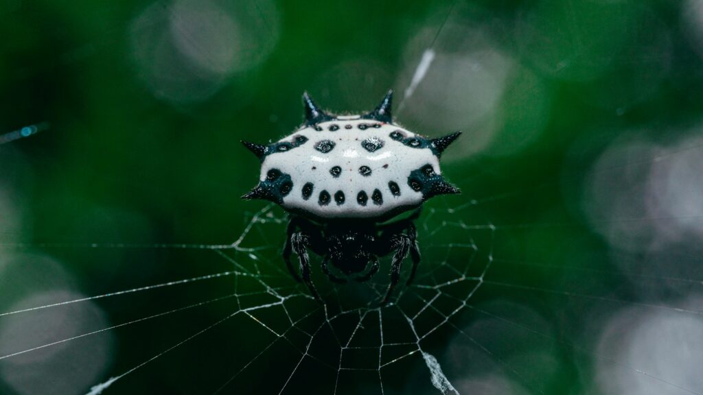 Spiny-backed orb-weaver spider on its web.