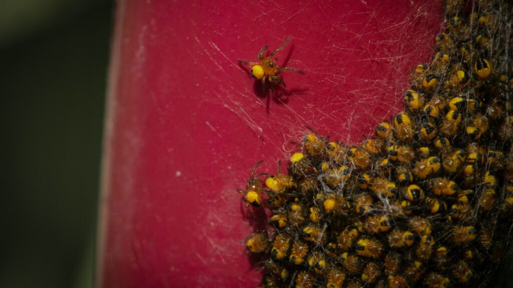 Cluster of baby spiders emerging on a red surface