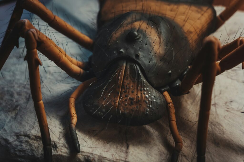 a spider on a web
