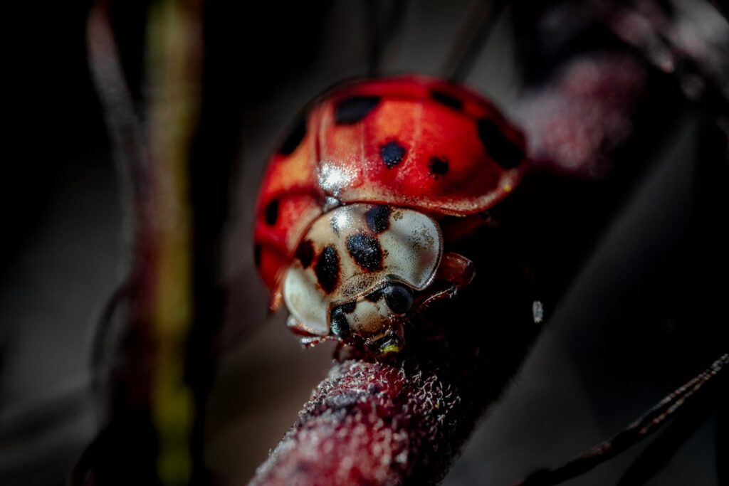 red and black ladybug