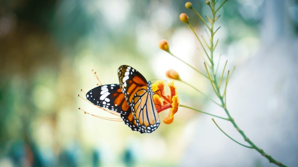 Monarch butterfly on orange flower