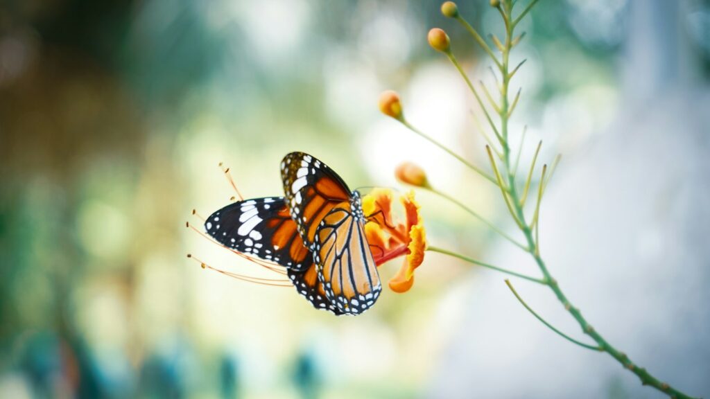 Monarch butterfly perched on a vibrant orange flower