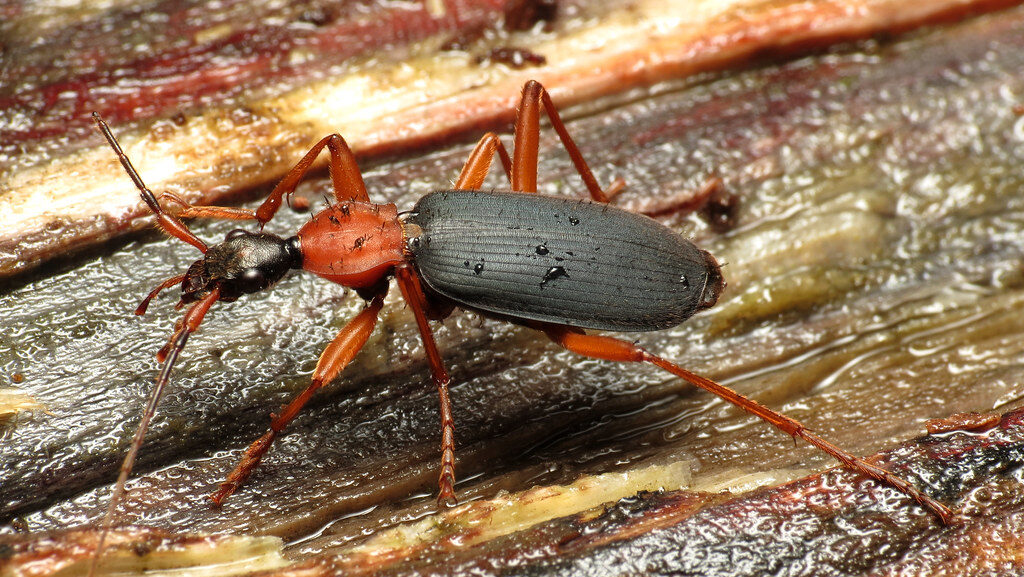 Bombardier beetle with a glossy body perched on leaves, known for its explosive defense mechanism.