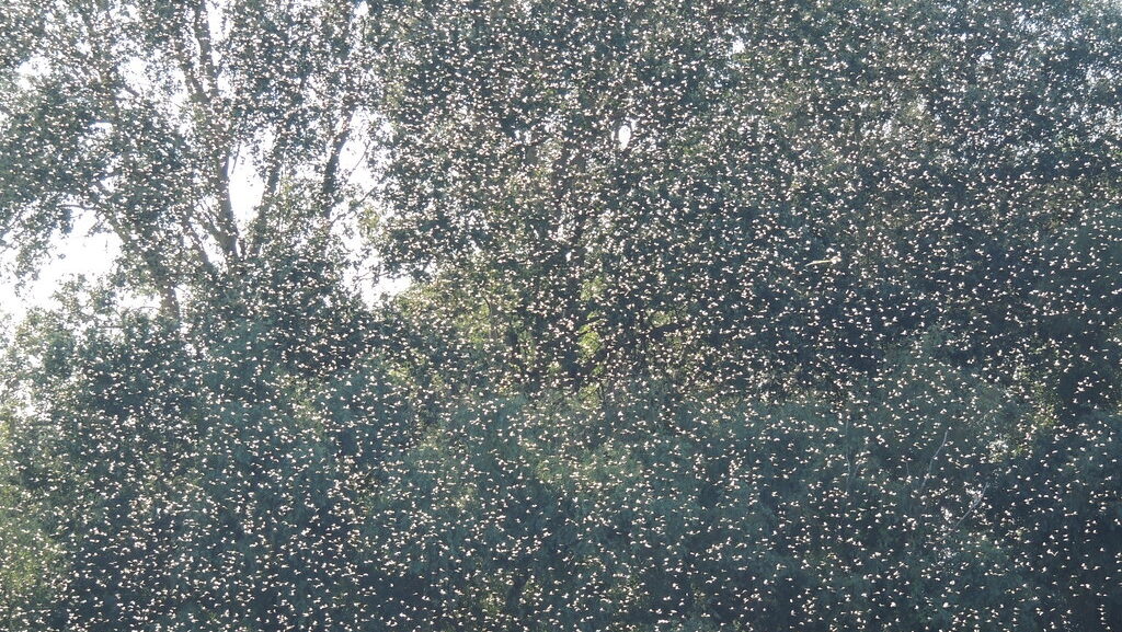 A massive swarm of mayflies fills the air above dense green trees on a sunny day