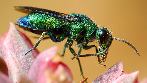 Metallic green cuckoo wasp perched on pink flower buds.