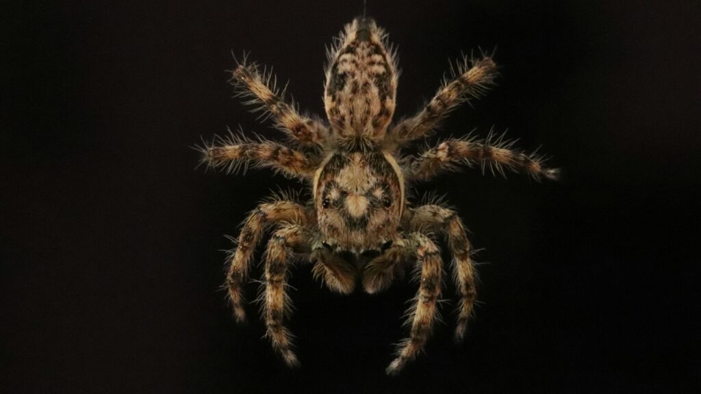 Furry spider against black background.