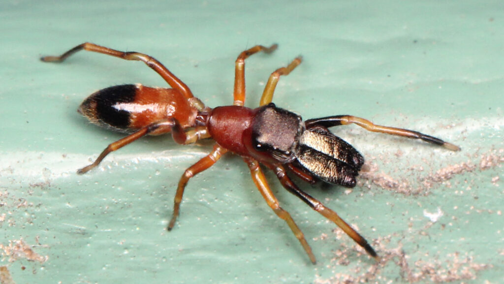 Ant-mimicking spider (Myrmarachne formicaria) on a green surface