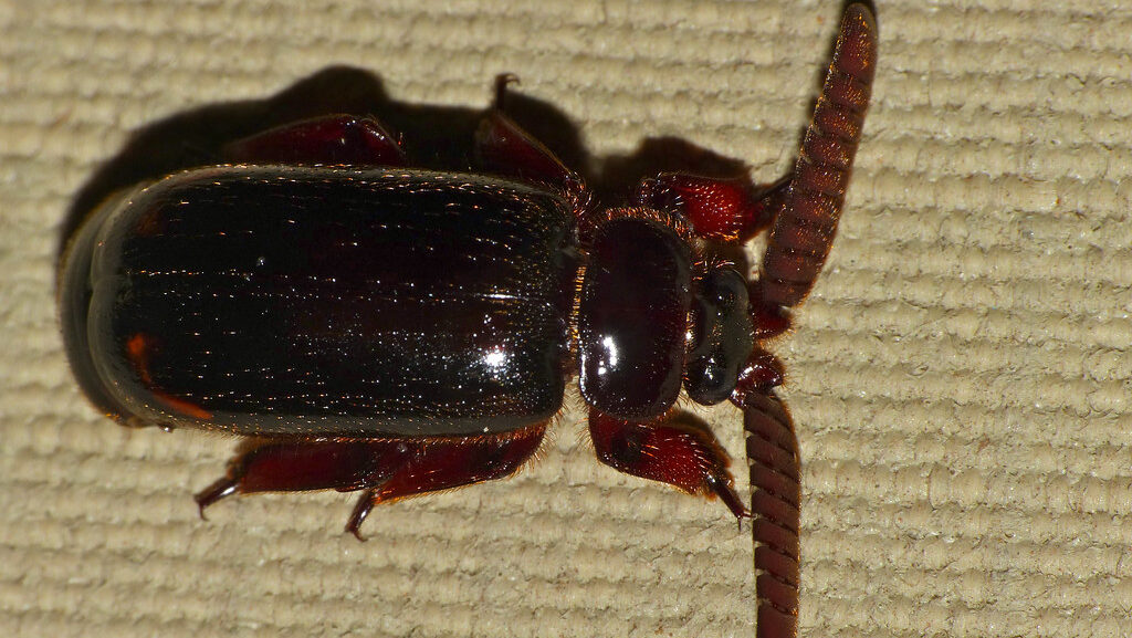 Dark red-brown beetle with thick antennae, showing evolutionary traits for chemical defense.