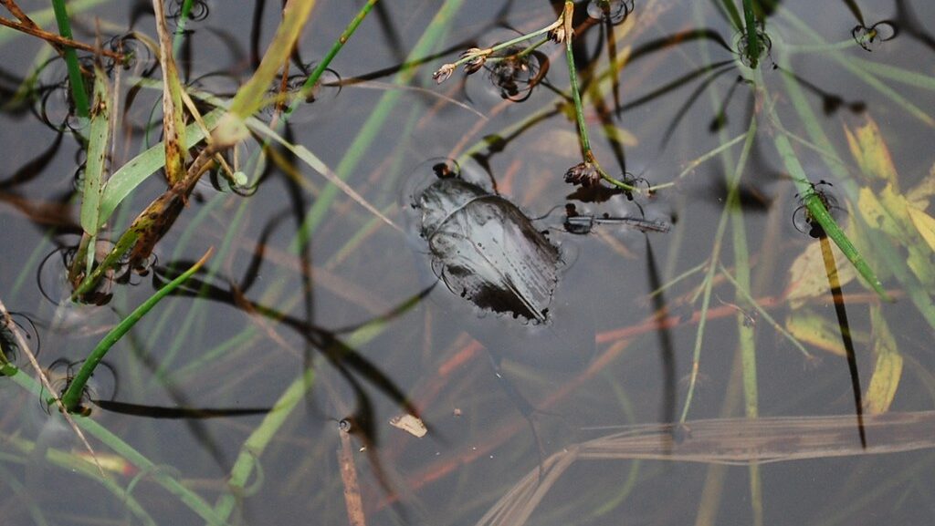 Great diving beetle (Hydrophilus piceus) in shallow marsh water with grass.