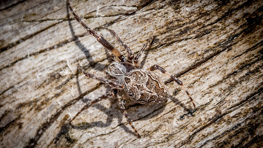 Camouflaged spider blending into textured wood surface.