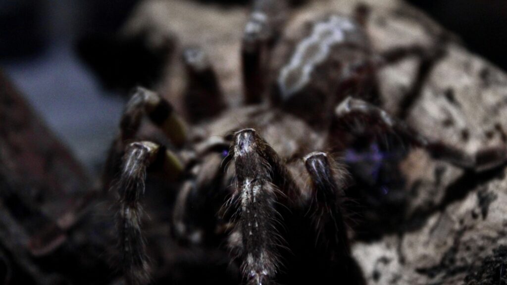 Hairy spider crawling over dark bark in low light.
