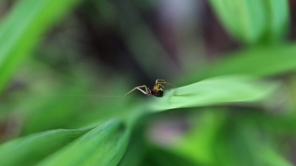Tiny spider weaving silk between vibrant green leaves.