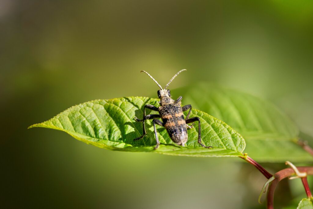 Leaf insect using posture or display for defense.