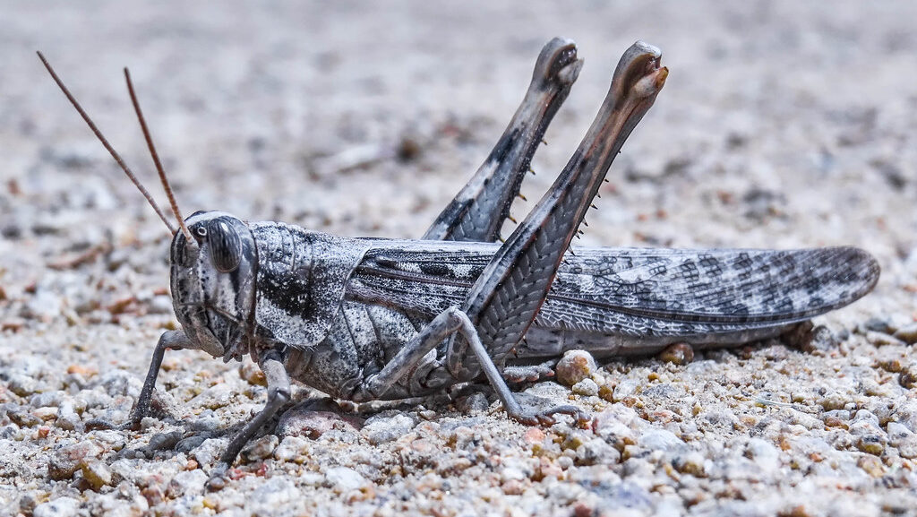 Grey-toned grasshopper blending with a rocky ground surface in a detailed close-up