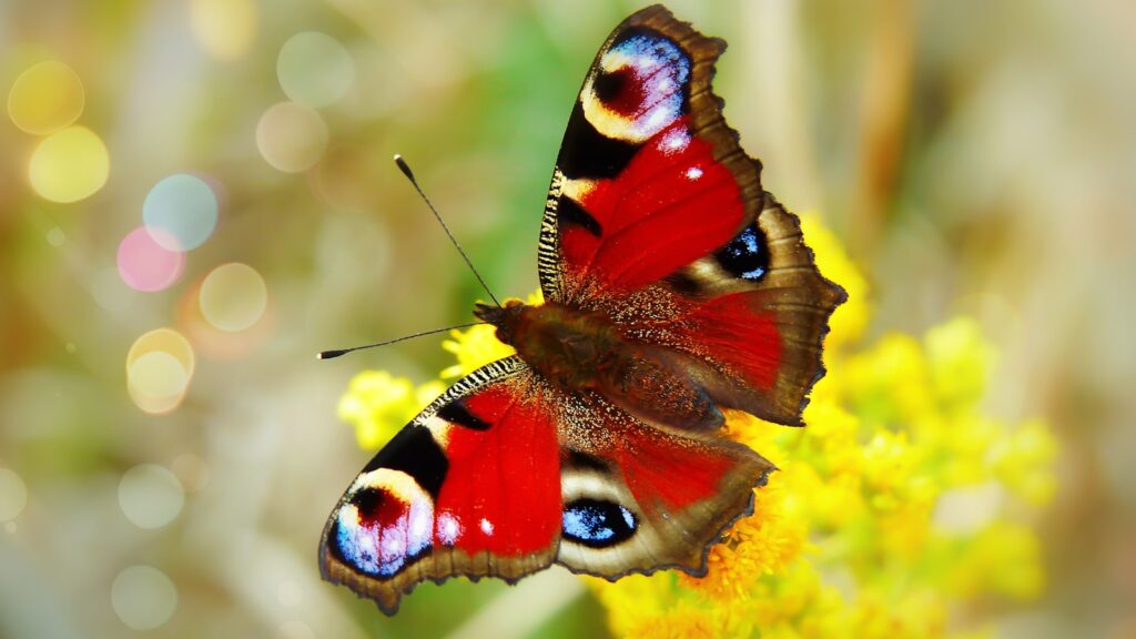 European peacock butterfly on yellow wildflower