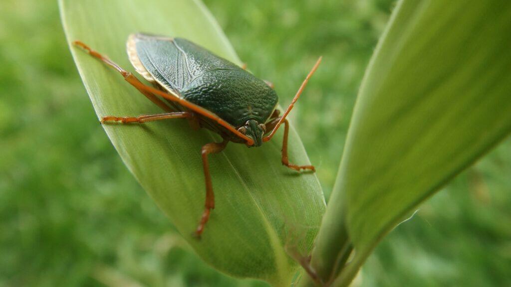 Green shield bug on leaf
