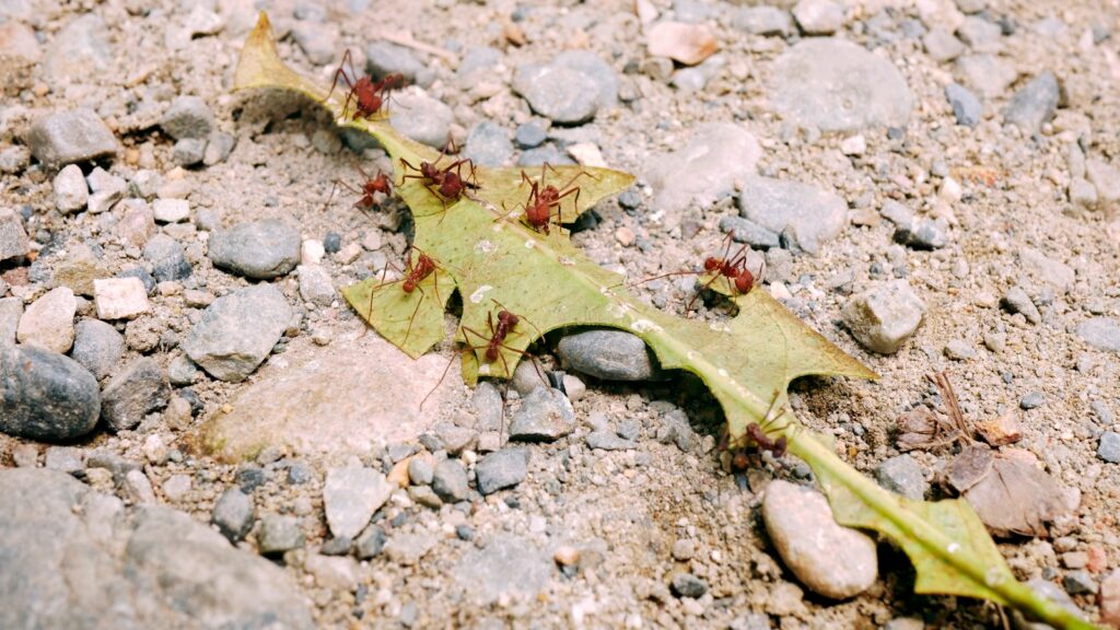 Leafcutter ants carrying pieces of a green leaf across a rocky dirt path