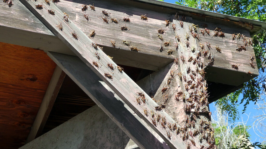 Dozens of crickets swarming over wooden beams of an outdoor building