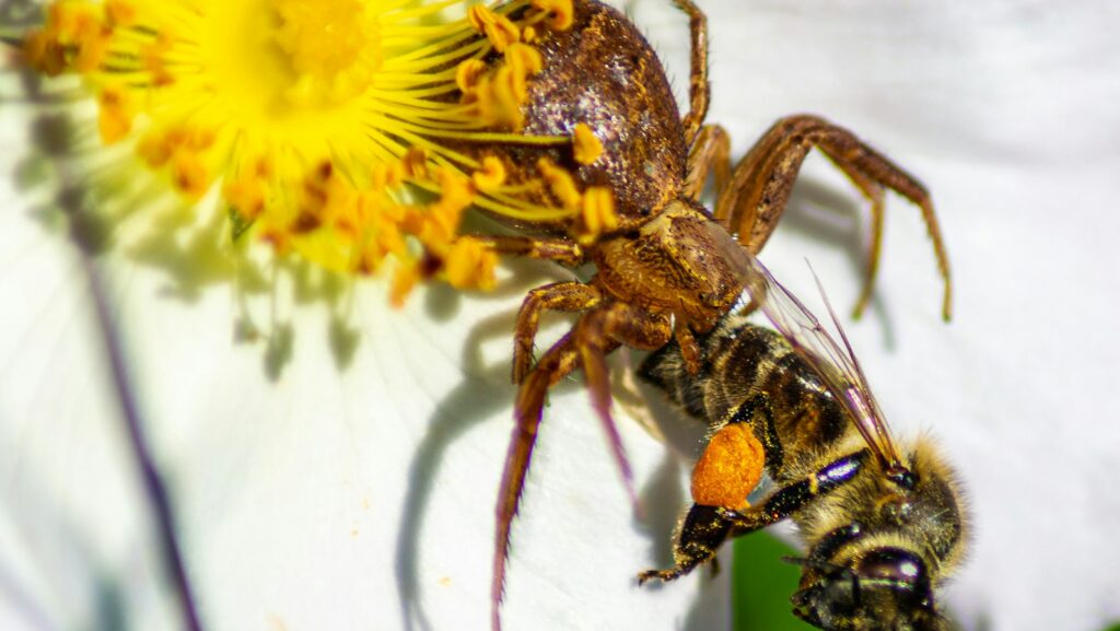 Spider catches bee on flower