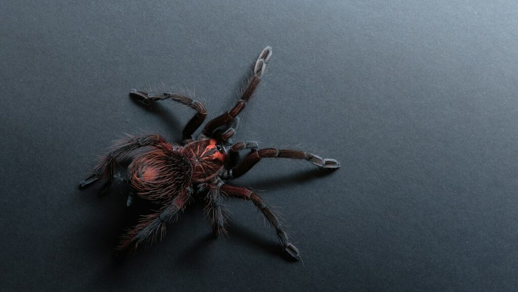Hairy tarantula on a dark surface with reddish bristles.