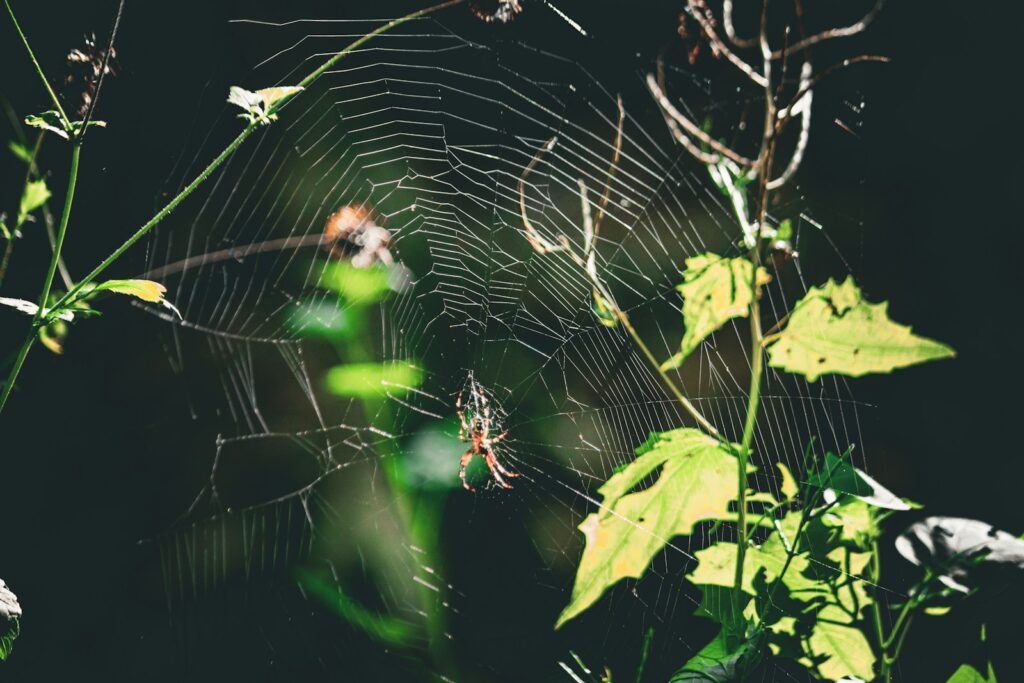 A close up of a spider's web on a tree