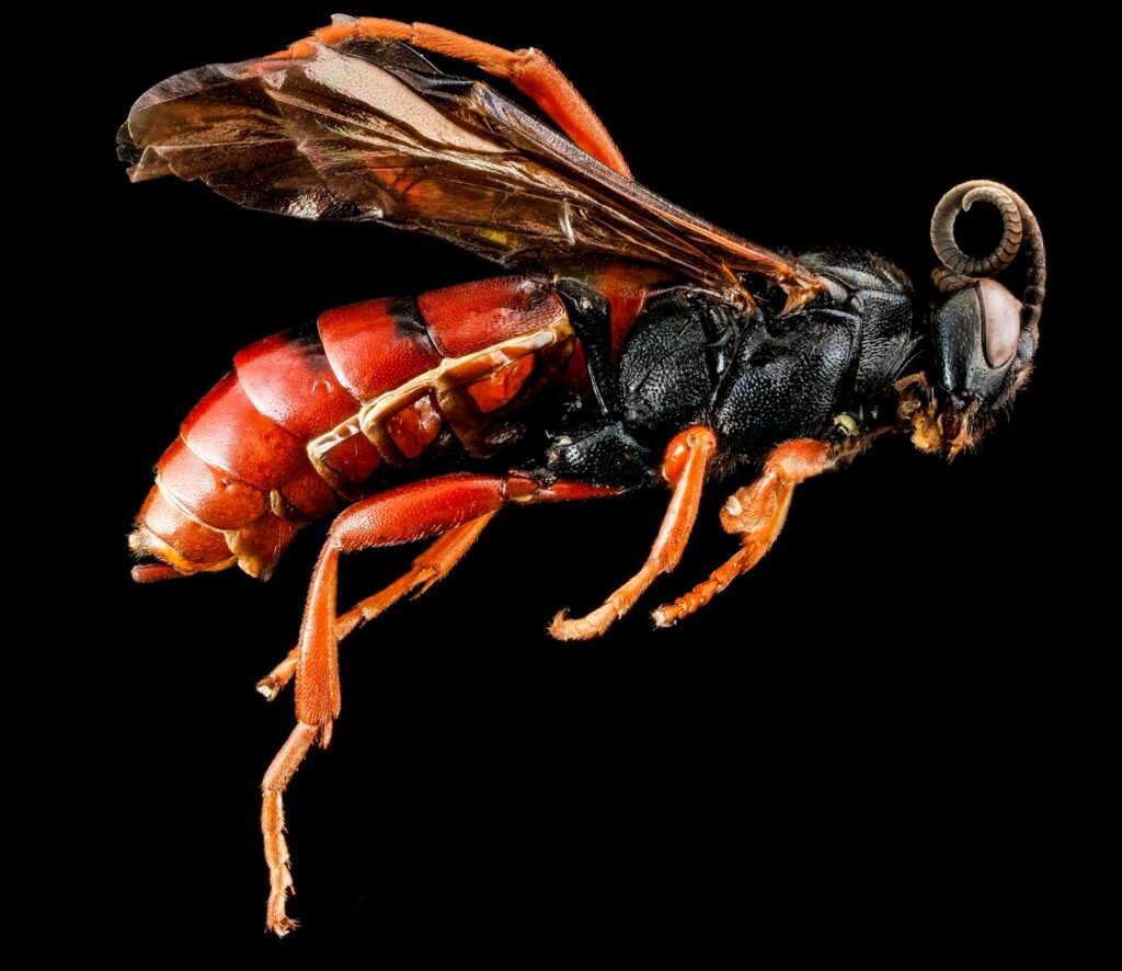 brown and black wasp on black background