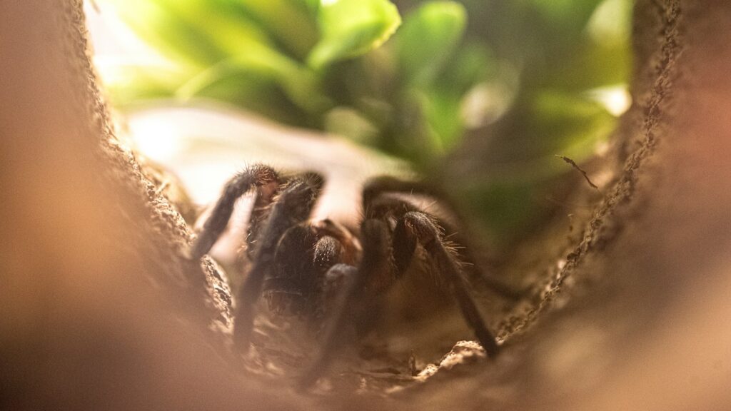 Hairy tarantula resting inside a burrow with soft light and greenery in the background.