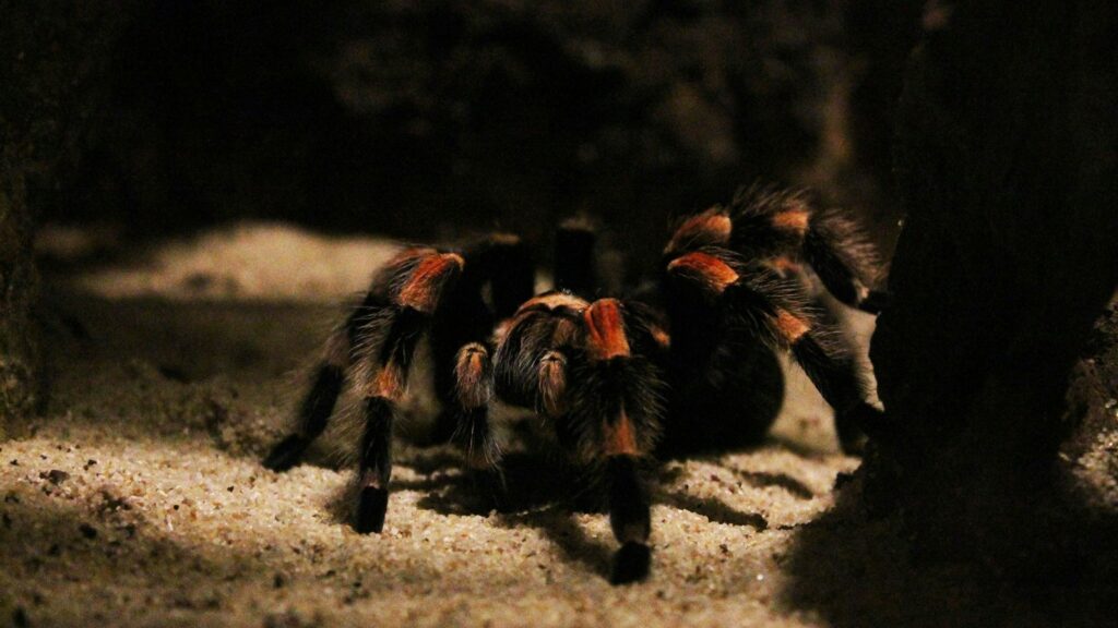 Tarantula with orange-striped legs crawling in dim light.