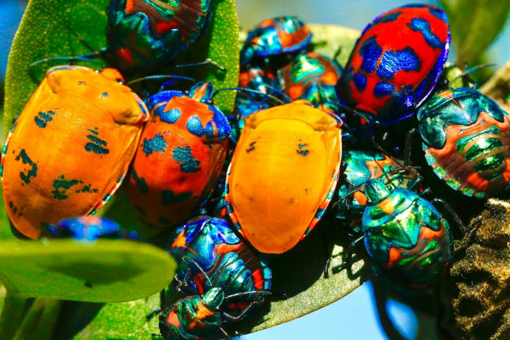 macro shot of assorted insects on green leaf