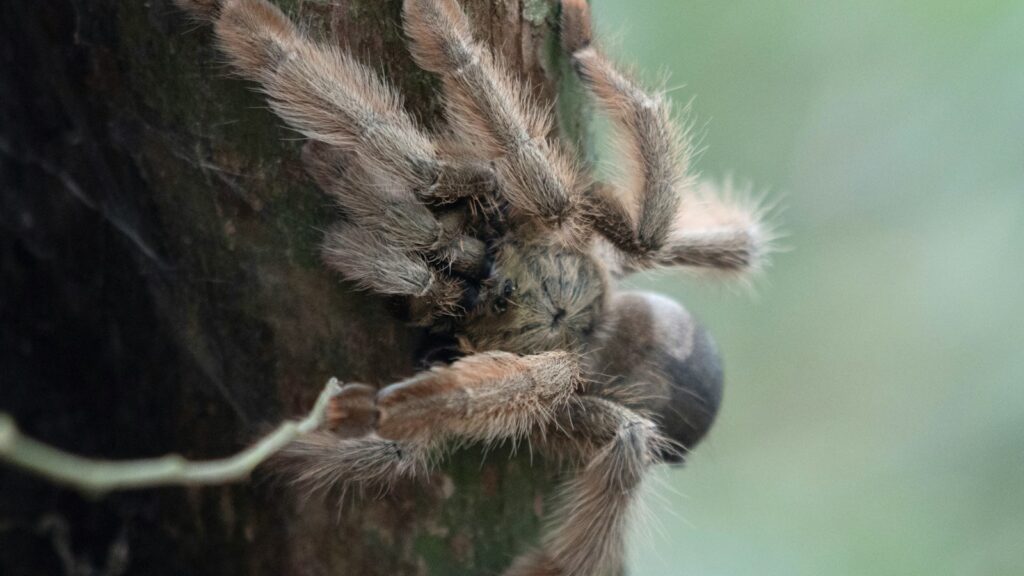 Hairy tarantula clinging to tree bark