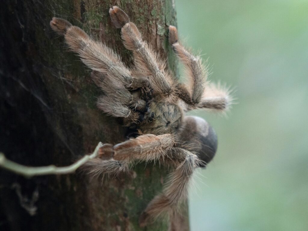 a close up of a spider crawling on a tree