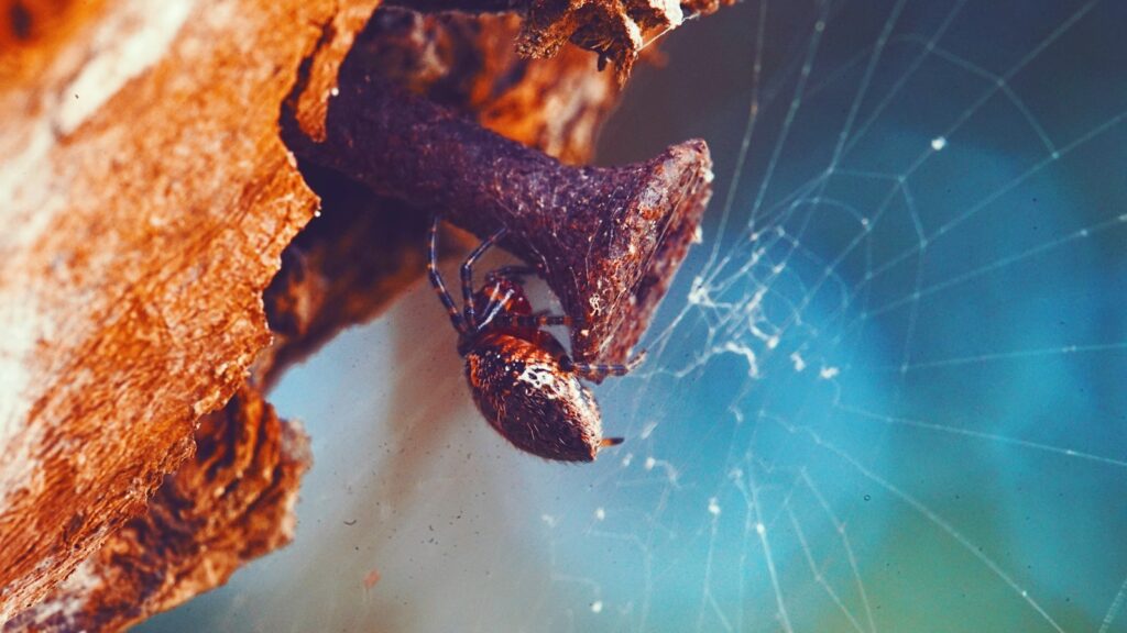 Spider hanging from a rusty nail near its web on a piece of bark