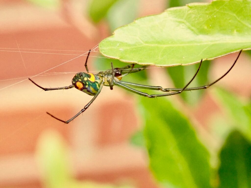 green and black insect on green leaf