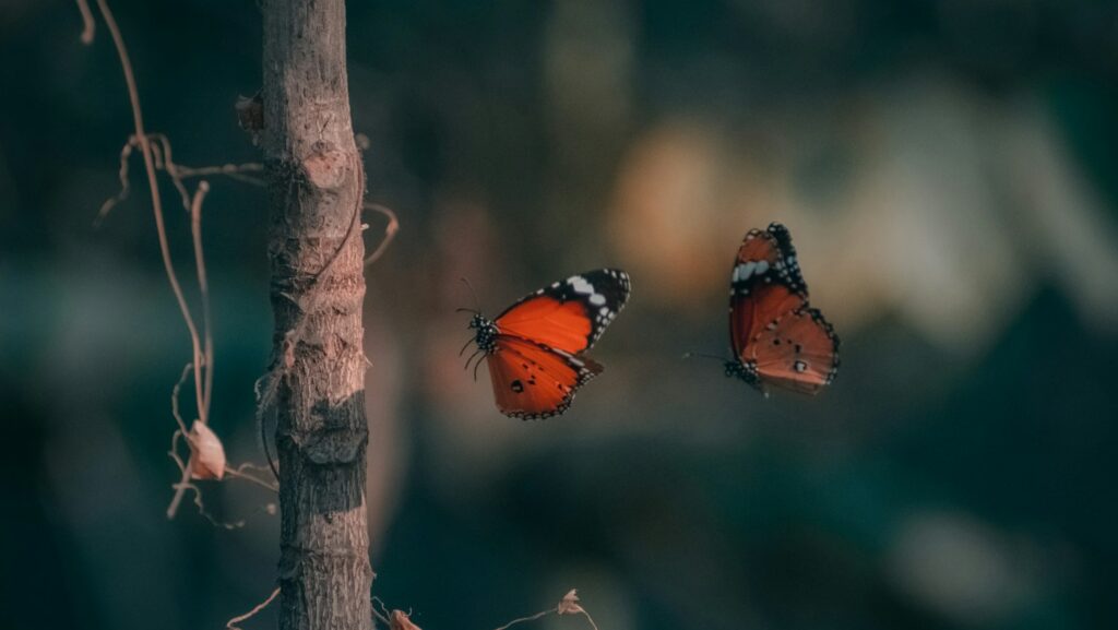 Two orange butterflies flying near a vine-covered branch