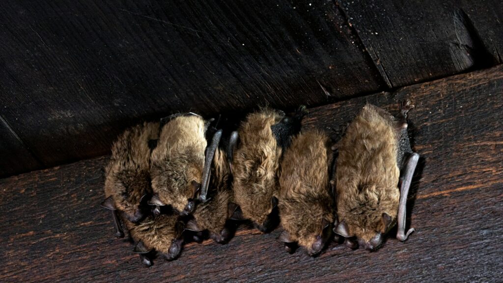 Group of small brown bats roosting together on a dark wooden beam