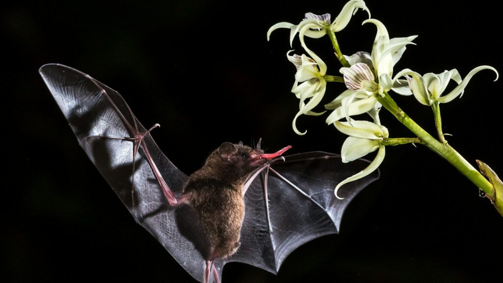 Nectar-feeding bat hovers near exotic white flower at night.