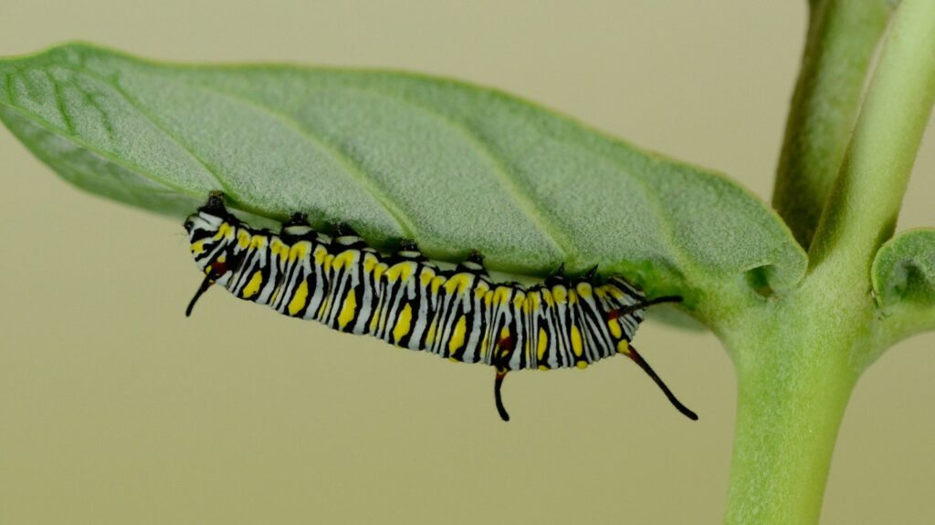 Monarch caterpillar crawling under a milkweed leaf