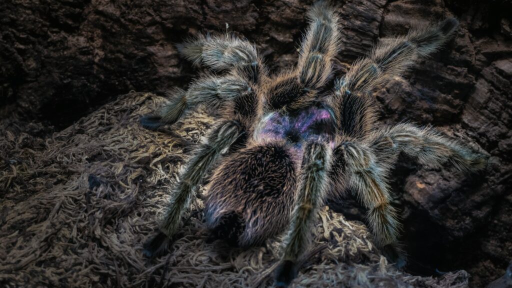 Hairy tarantula with purple sheen resting on moss