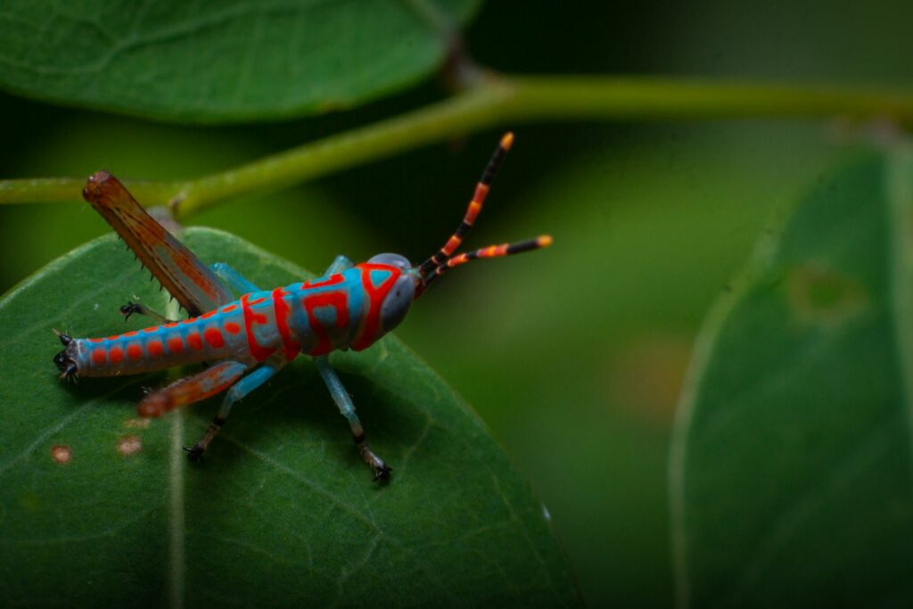 green and orange grasshopper on green leaf