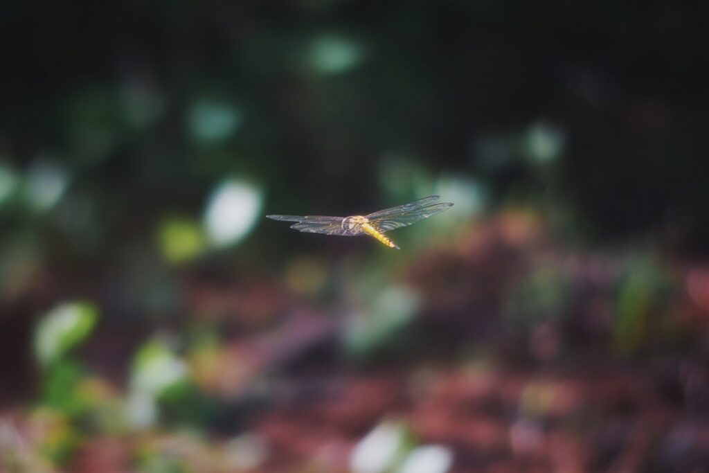 Insect in high-speed motion, challenging its own vision and control.