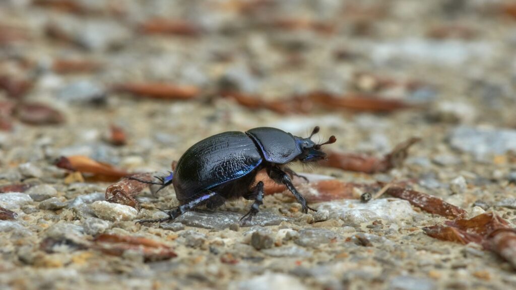 Black beetle on gravel path