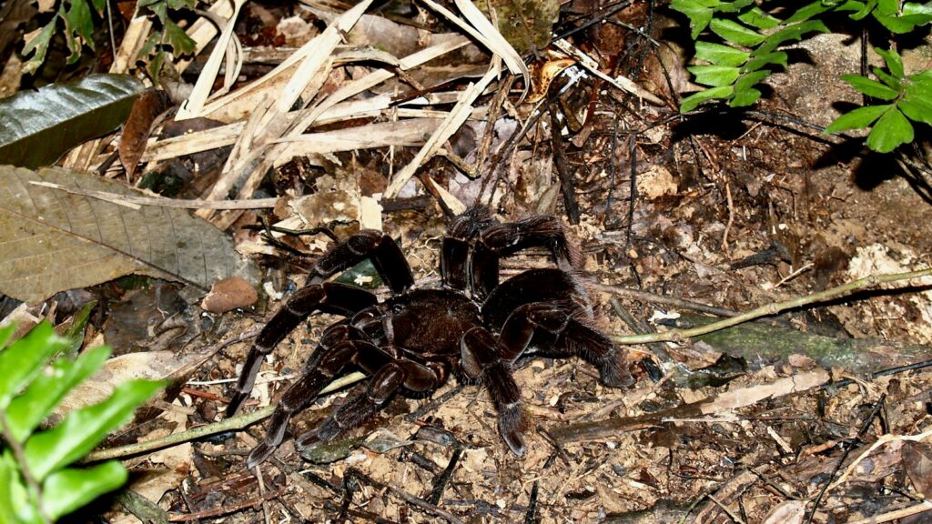 Giant black tarantula crawling on rainforest floor