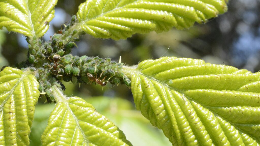 nts tending green aphids on fresh leaves