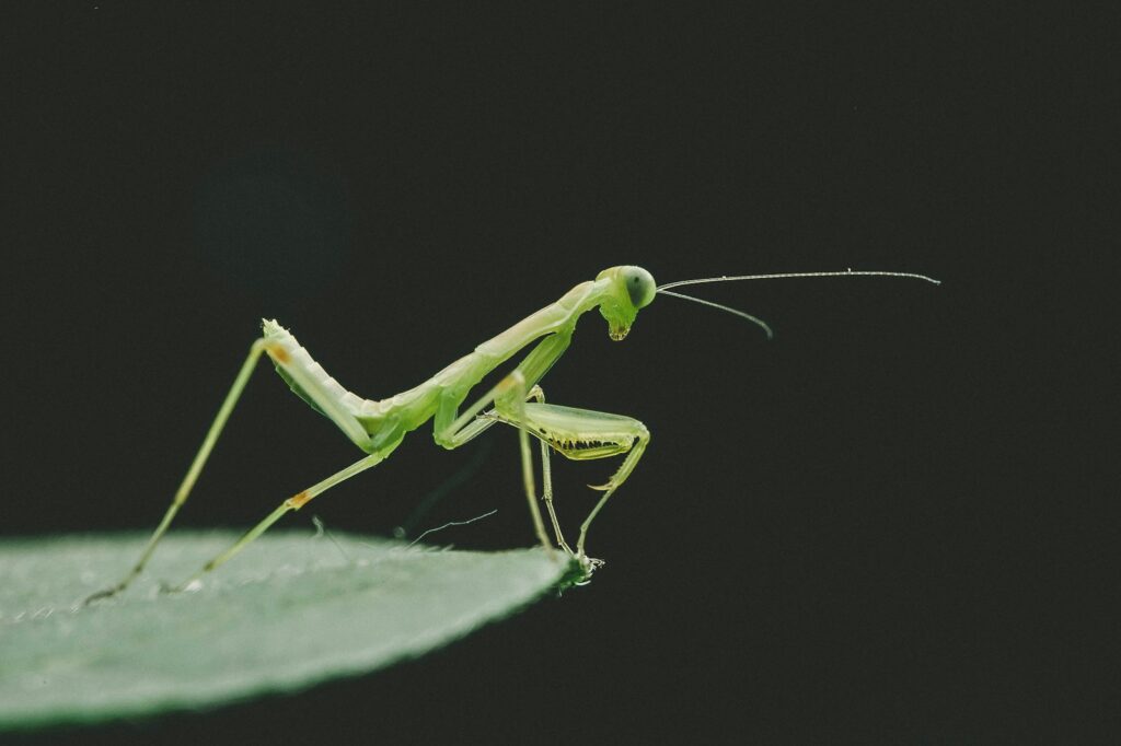 green grasshopper on green leaf macro photography