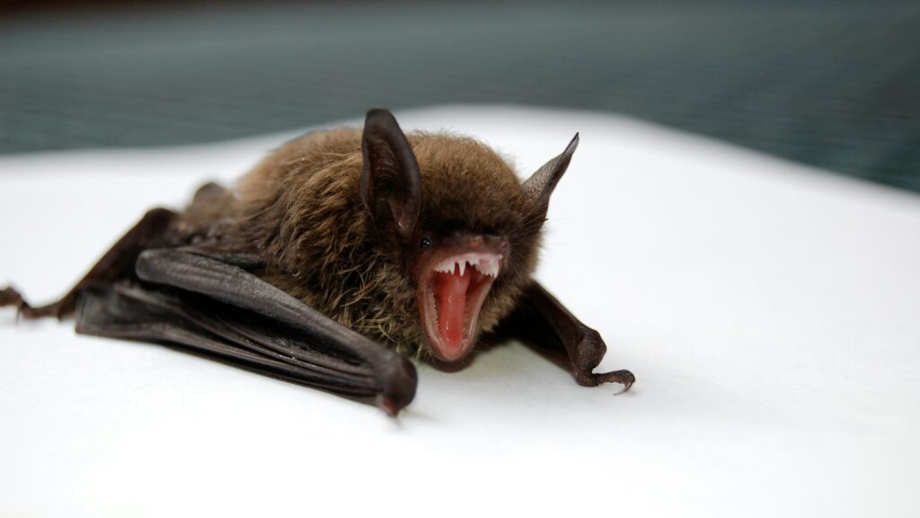 Angry small brown bat with open mouth showing sharp teeth on white background.