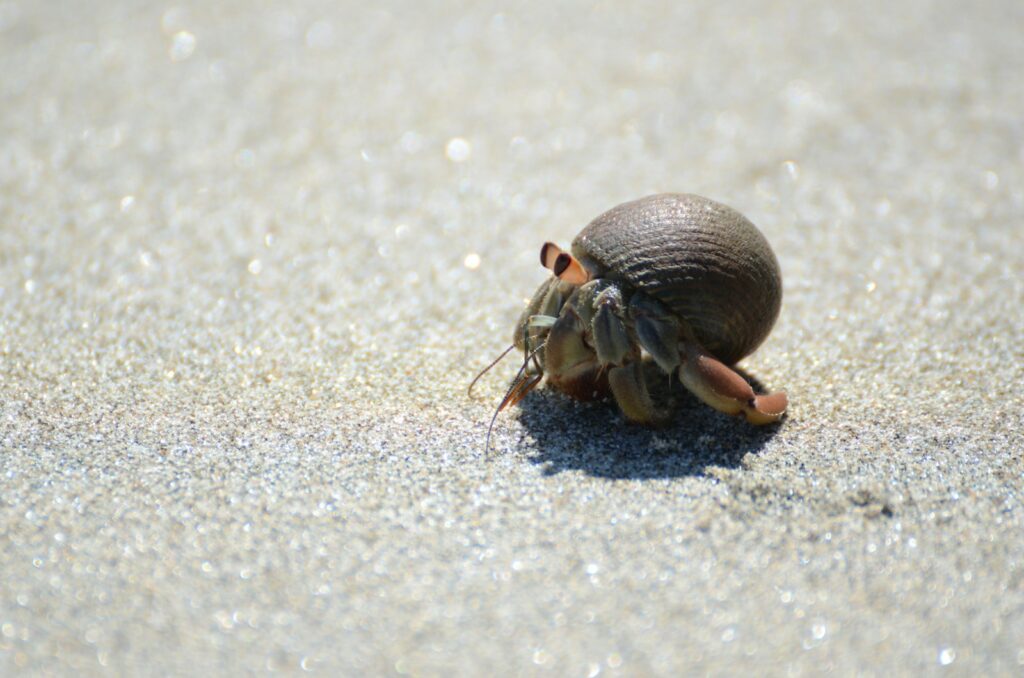 tilt shift lens photography of brown hermit crab
